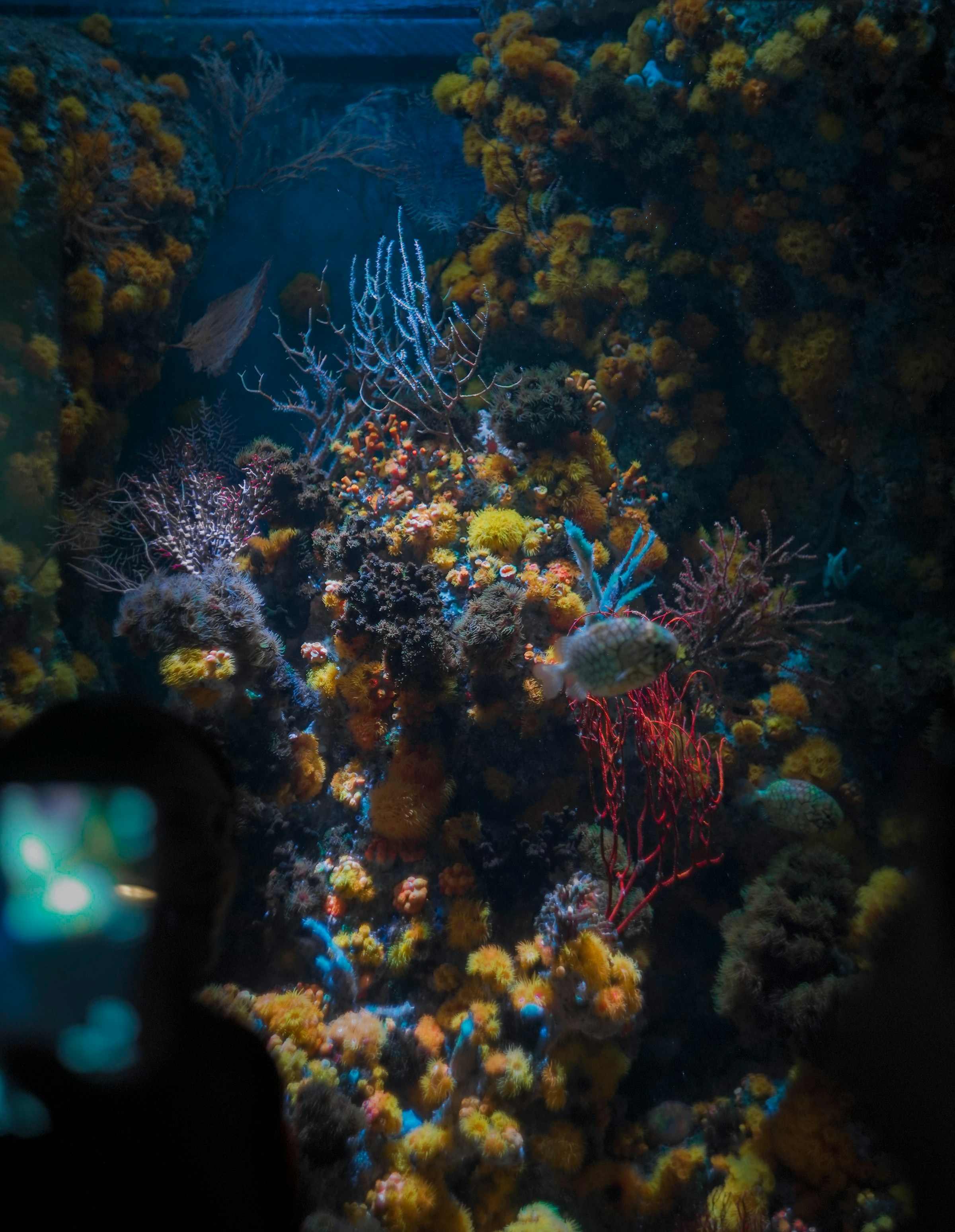 A vibrant saltwater reef aquarium filled with colorful corals